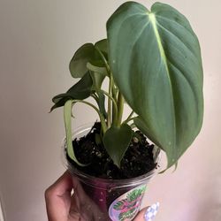 Philodendron Mcdowell 4 Inch Grower Pot