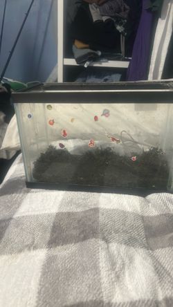 Fish tank or small lizard tank
