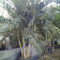 PRICE REDUCED! CHRISTMAS PALM IN 15 GALLONS OVER 5' FEET TALL WITH MULTIPLE TRUNK FOR ONLY $50! ONLY A FEW LEFT