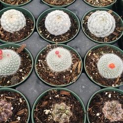 Succulents And Cacti Assorted Varieties