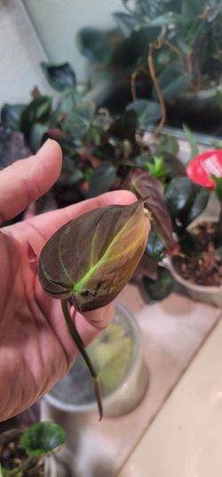 Philodendron Michans cuttings for sale