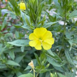 Evening Primrose Flowers