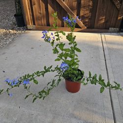 Blue Plumbago, Blister Bush, PLANTS ARRIVE, BEAUTIFUL AND HEALTHY. $10 EACH