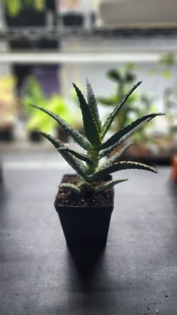 Plant - Aloe