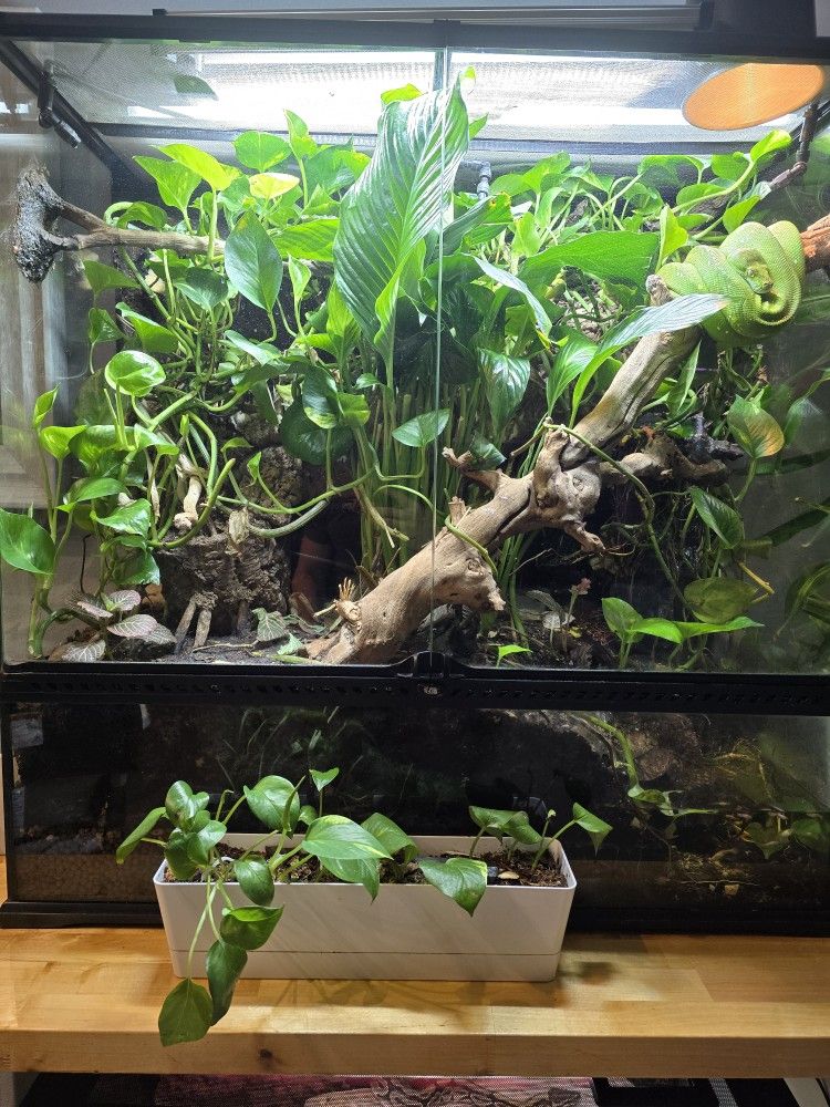 Exo Terra  Bioactive Terrarium/Paluderium with Green Tree Python 