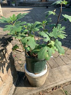 Healthy Fig Tree-Medium