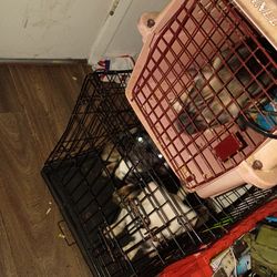 Dog case fits frenchi mix 4 months