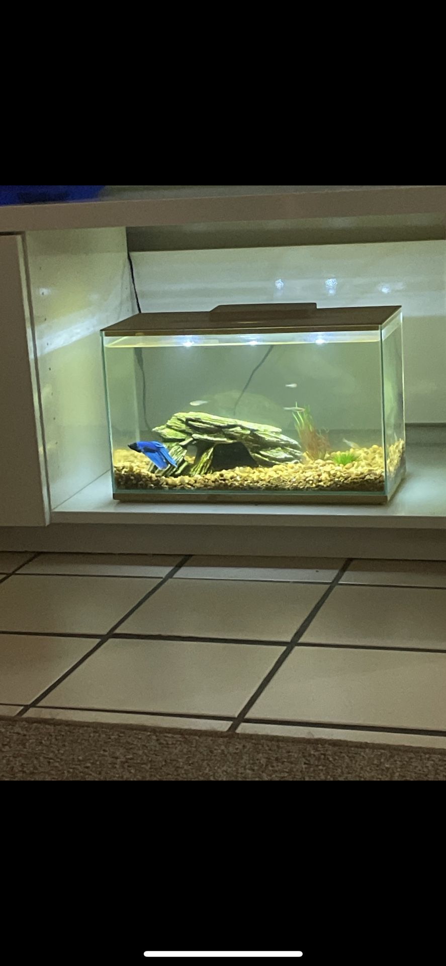 3 Gallon Fish Tank 