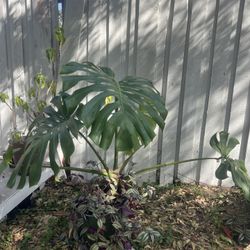 Large Plant 