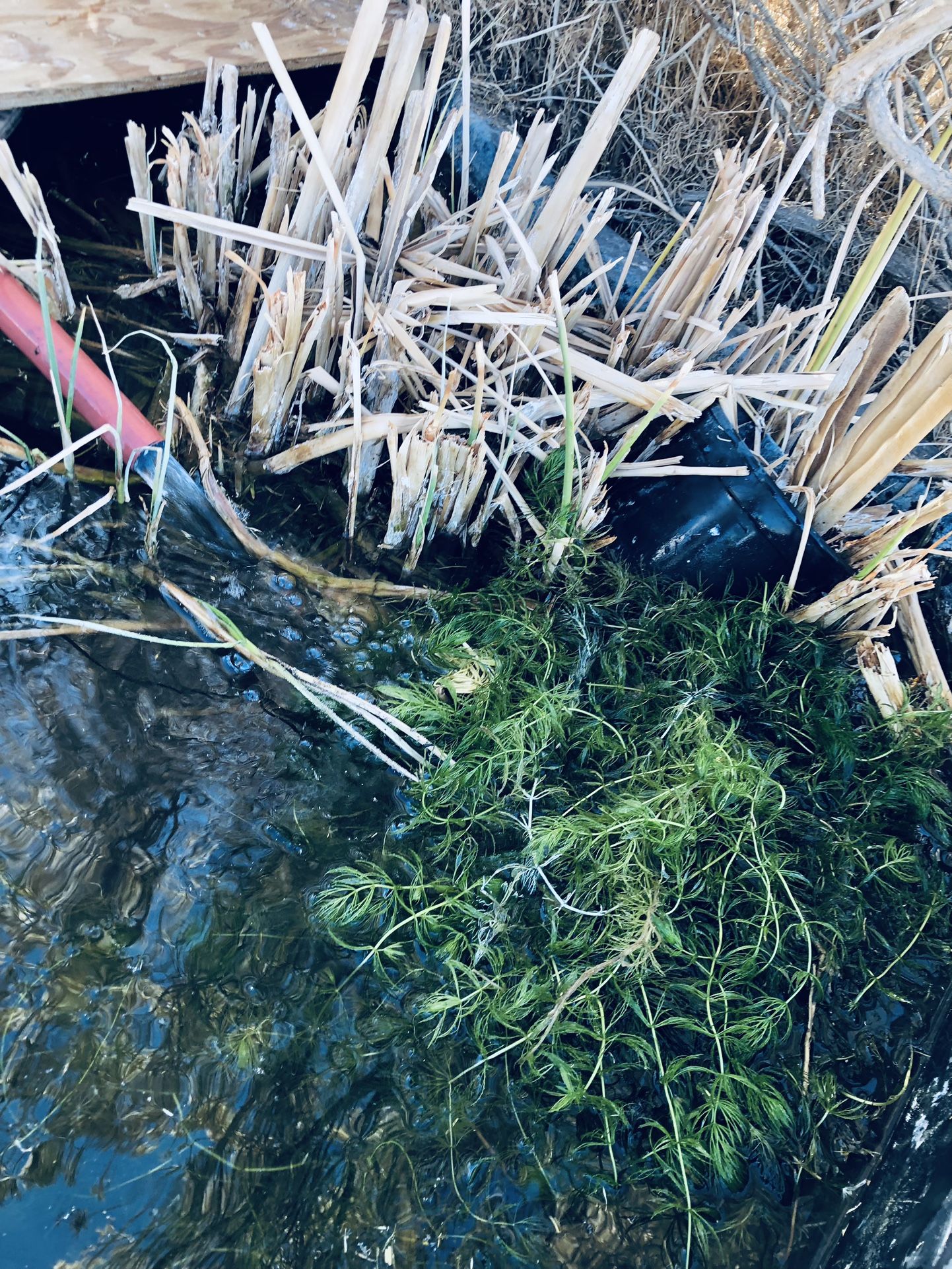 Water plants