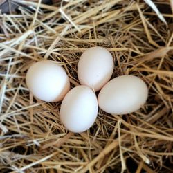 Silkie Chicken Hatching Eggs 