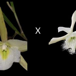 B. Tuberculata X Rl. digbiyana Orchid Cross