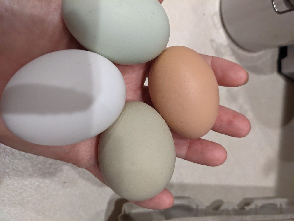 Farm fresh chicken eggs