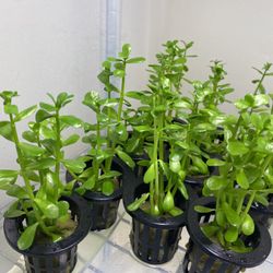 Bacopa monnieri (Moneywort) Easy Aquarium Plant