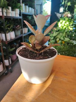 Copper Spoon Succulent Plant