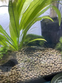 3 Gallon Rimless Fish Tank Thumbnail