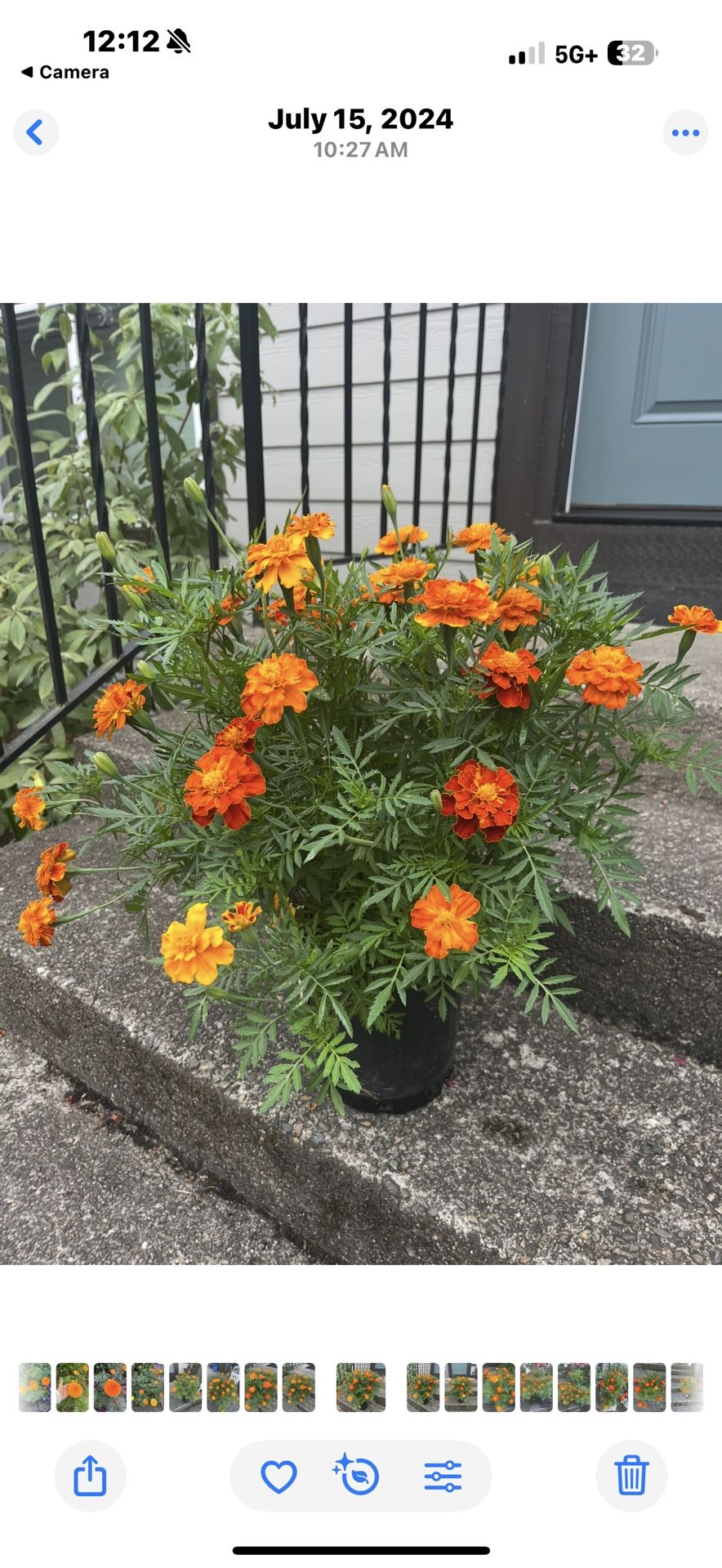 Marigolds In Pots Will Bloom Soon Different Variety