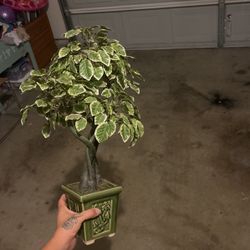 Small Decorative Tree