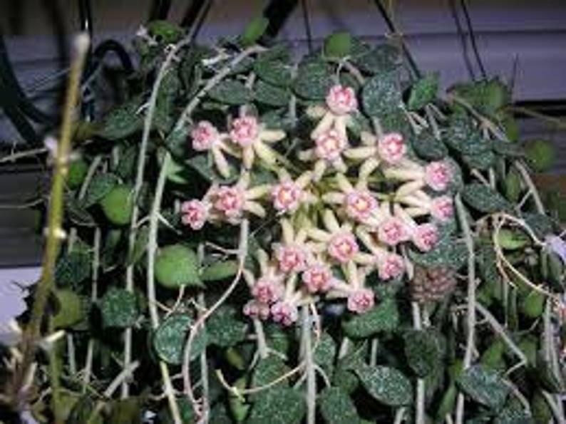 Hoya Curtisii