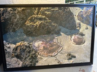 Coral Art Pieces - Framed