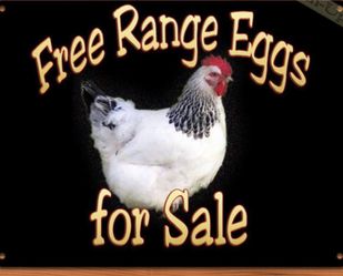 Eggs For Sale