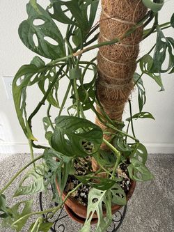 Monstera adansonii on tall moss pole, extra-long trailing vines