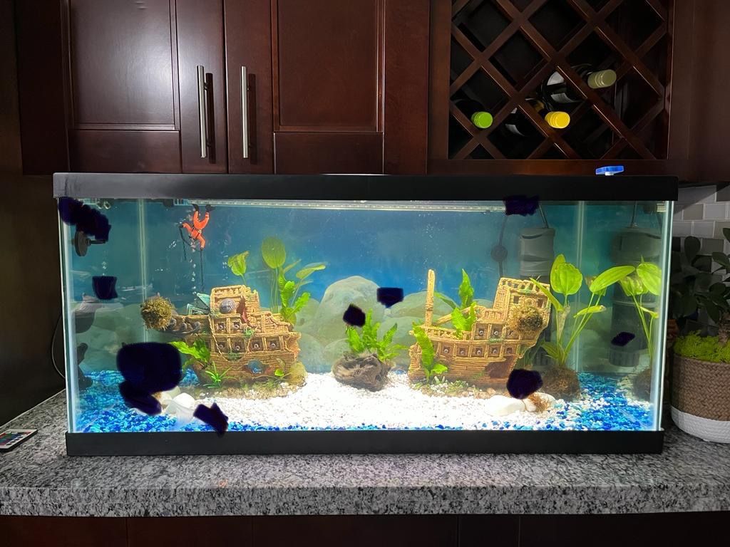 50 Gallons Aquarium / Fish Tank