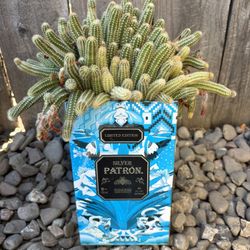 Patron Peanut Cactus 