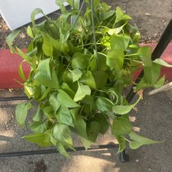 Pothos For Sale 