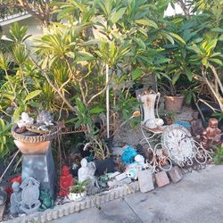 Large rooted plumeria plant multi stalks