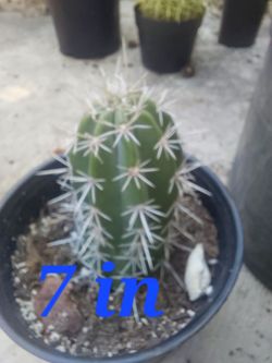 Organ pipe Cactus