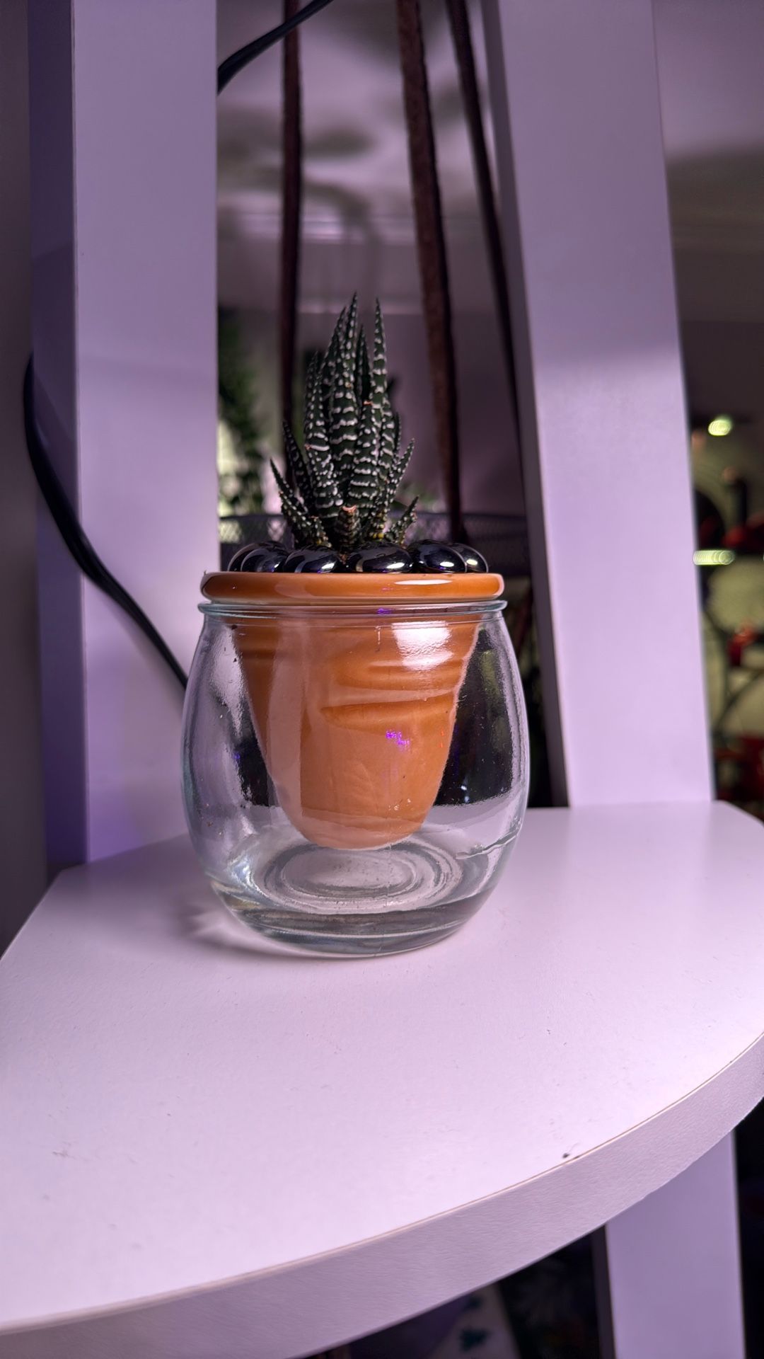 Glass bottom Succulent