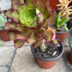  3 inch Pot Succulent Plant - Aeonium Cyclops - black and green - starter rooted and ready to plant - drought resistant 
