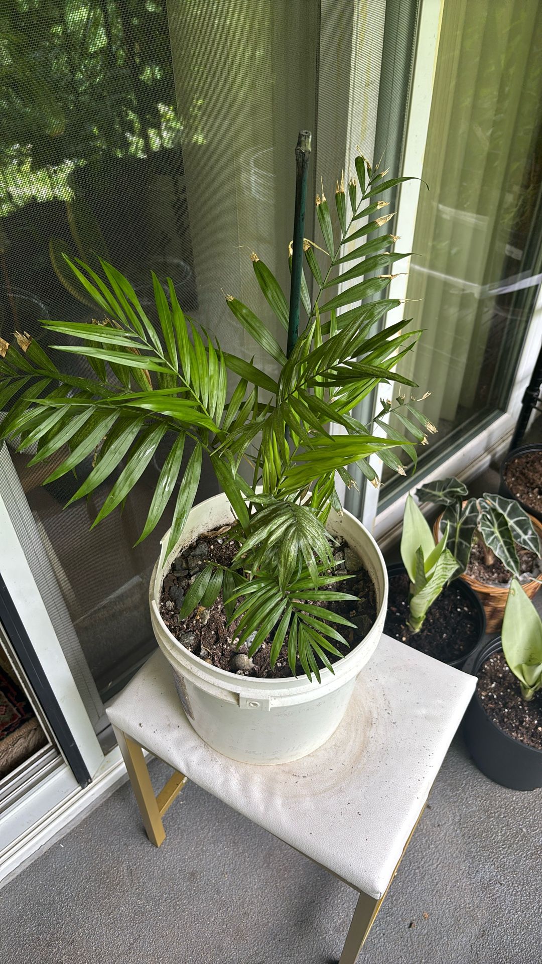 Palm Plant