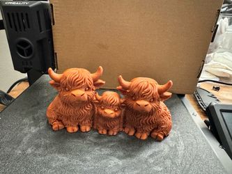 Highland cows