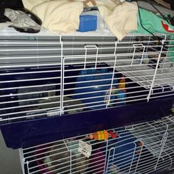 Selling A Guinea Pig Cage Good Shape Hardly Used