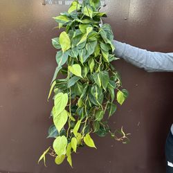 6” brazilian philodendron 