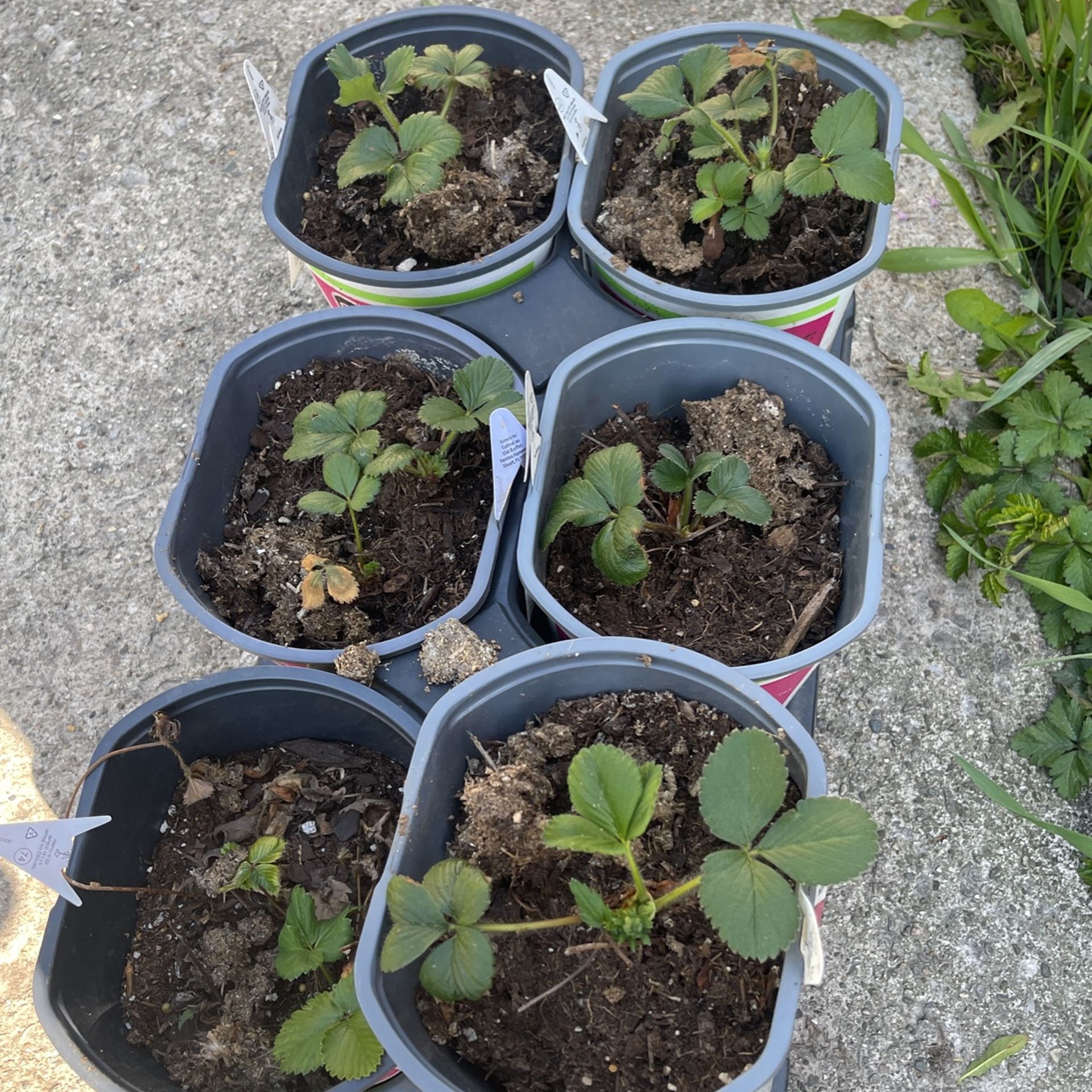 Strawberry Plants  4 Each 