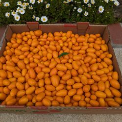Kumquats $5 per pound Glendora area FRESH DAILY
