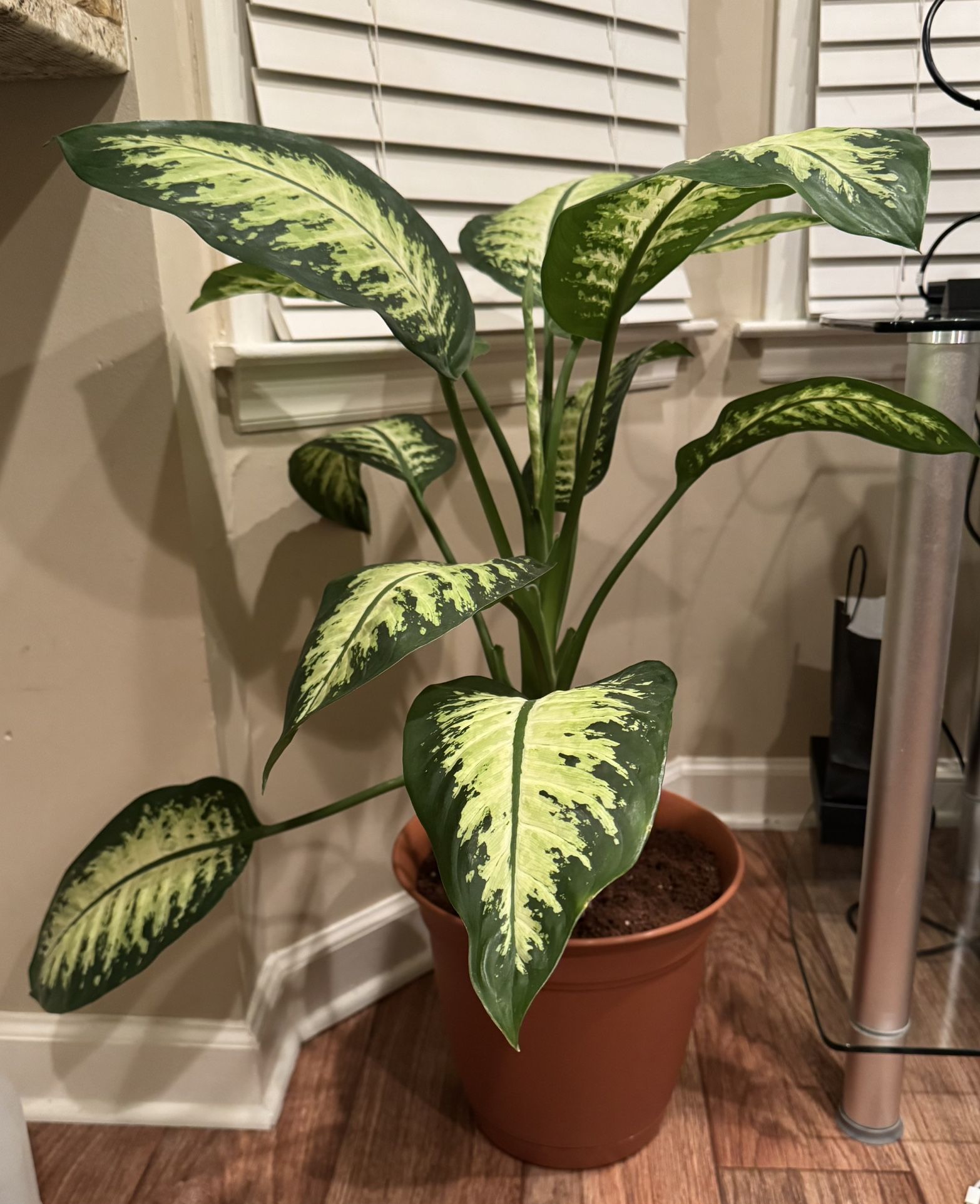 Dieffenbachia Plants (a.k.a., Dumb Cane)