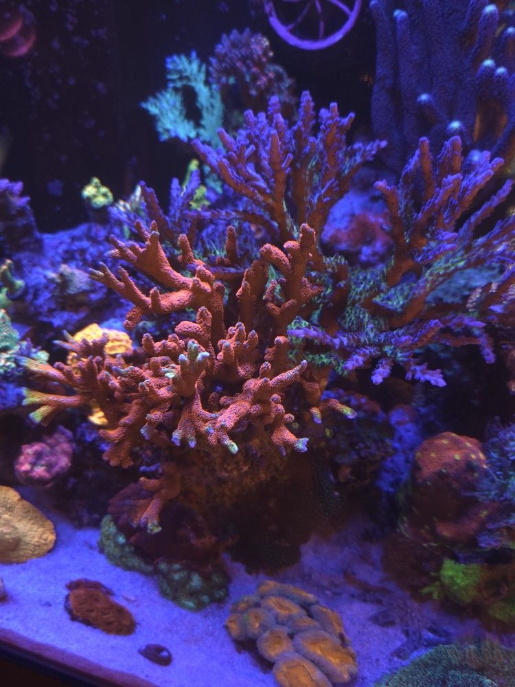 Fake Decorative Coral $150 OBO