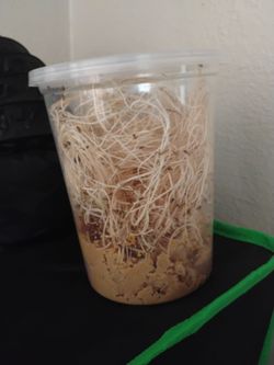 Cups