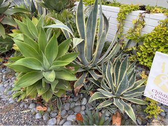 Plants for sale