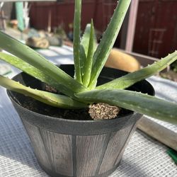 Aloe Vera Barbadensis Plant