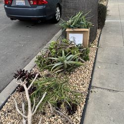 Aloe Vera and Succulents 