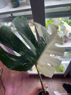 Monstera Albo