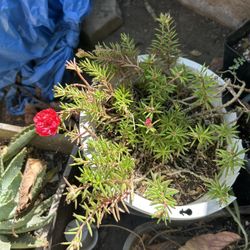 Planta