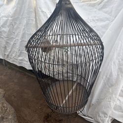 Bird Cage 