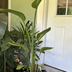 Bird Of Paradise Plant 