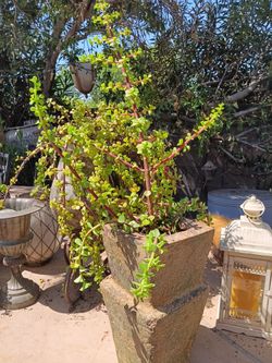 Cement Garden Planter Pot 13" Tall Filled with Easy Care Succulent Elephant Plant No Chips or Cracks